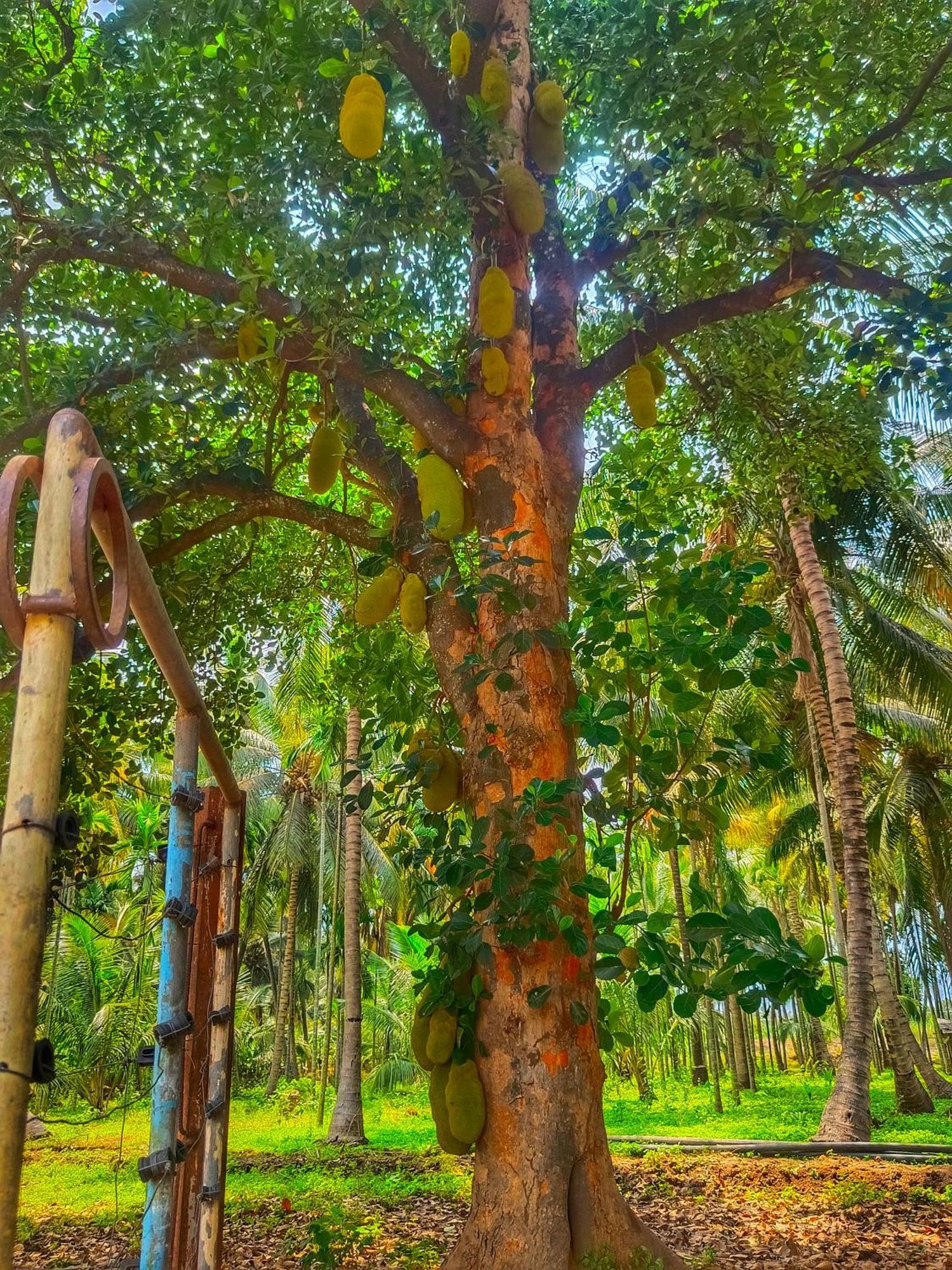Shivalaya Farmstay Located Amdist Coconut Farm With River Access Near Isha,Adiyogi,Siruvani Alandurai ภายนอก รูปภาพ